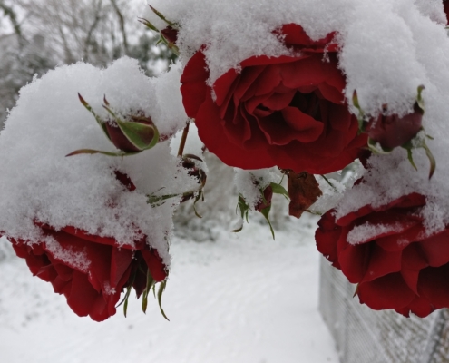 Rosen im Schnee DCM