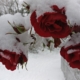 Rosen im Schnee DCM